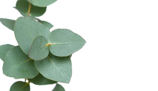 istock sprig of green eucalyptus isolated on a white background with copy space 1370876677