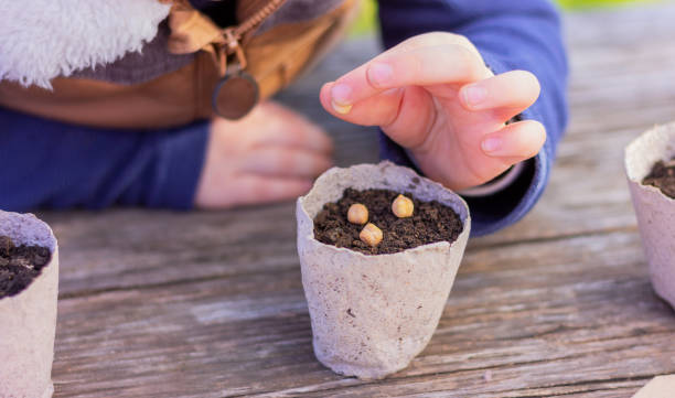 criança plantando sementes em vasos, mãos e close-up de panela - seed packet - fotografias e filmes do acervo