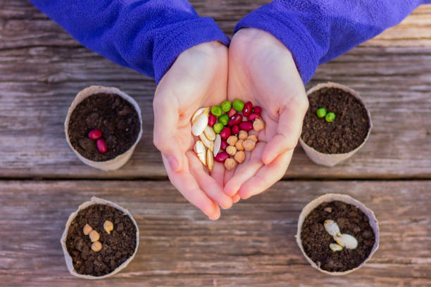 various multi-colored seeds lie in the hands next to small pots with soil for planting. spring early planting for seedlings. gardening, farming, growing organic products