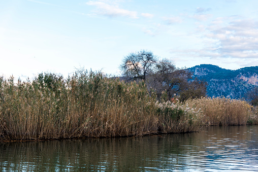 The reeds and mountain scenery by the river in Koycegiz, Dalyan in Turkey.