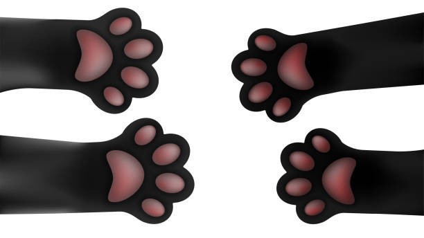 istock Cat paws reach out to meet each other. Domestic cats. Vector illustration isolated on white background 1370878695