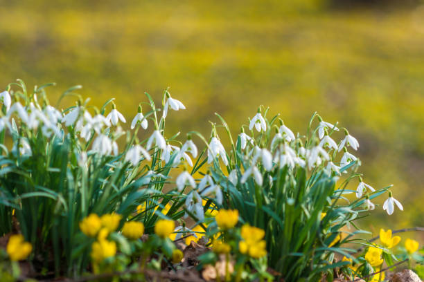 Snowdrop flowers and winter aconite in sunlight
