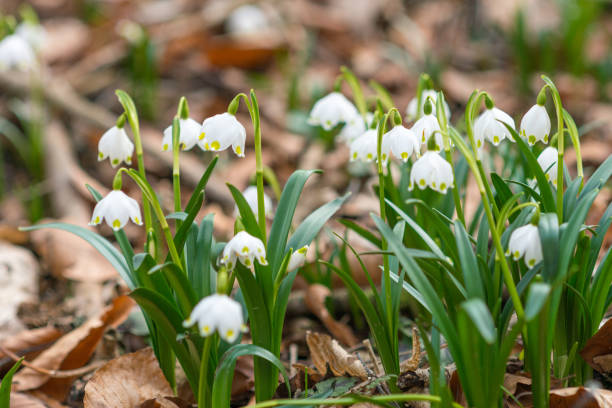 White flowers of spring snowflake in the forest in early spring - Leucojum vernum White flowers of spring snowflake in the forest in early spring leucojum vernum stock pictures, royalty-free photos & images