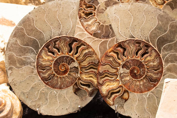 istock Ammonite , Prehistoric fossilized mollusk , an extinct marine animal. 1370880763