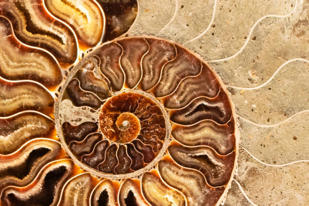 istock Ammonite , Prehistoric fossilized mollusk , an extinct marine animal. 1370880954