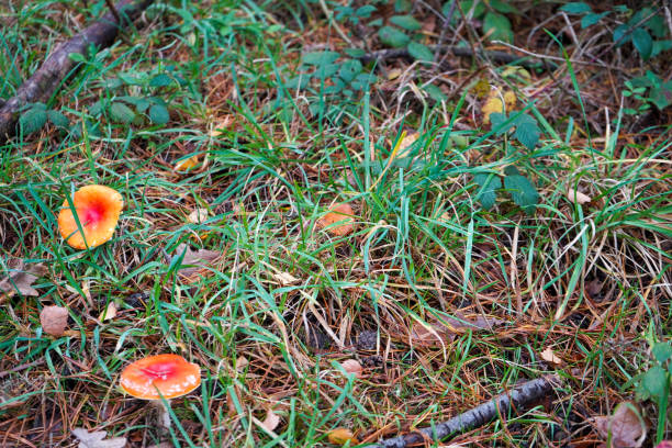 zbliżenie małych czerwonych grzybów rosnących w zaroślach - mushrooms mushroom fungus fungi undergrowth zdjęcia i obrazy z banku zdjęć