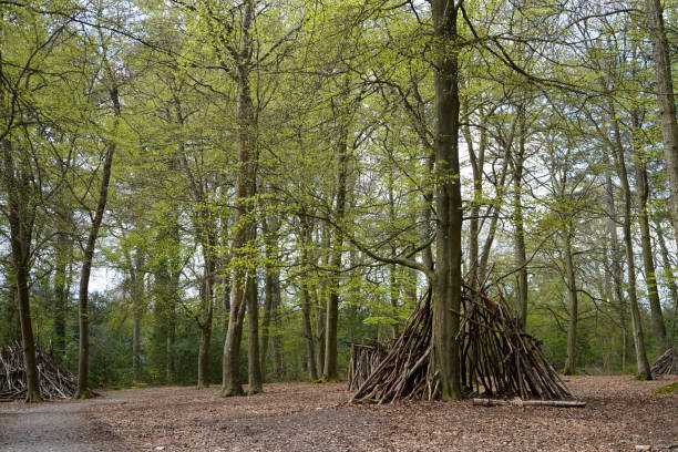 Camp in the woods made of logs and sticks
