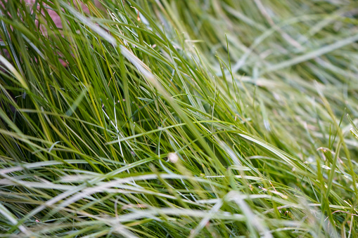 Close up of long green grass