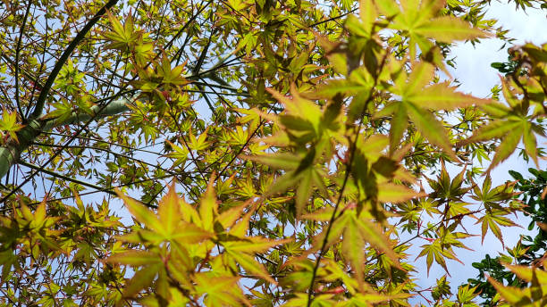 patrząc w górę i klon japoński (acer) odchodzi na wiosnę - natural pattern maple leaf leaf close up zdjęcia i obrazy z banku zdjęć