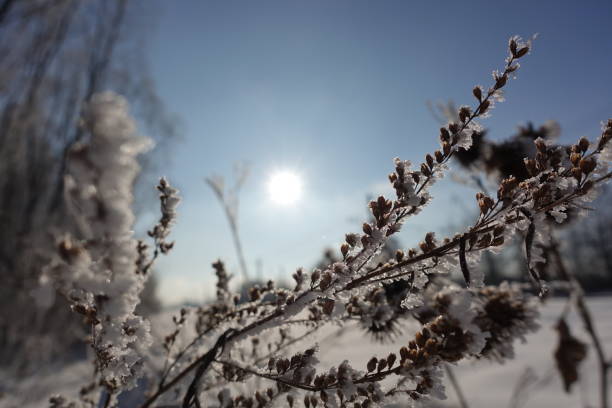 Bright winter sunlight illuminates trees adorned with a delicate frost coating. The photograph showcases the serene beauty of nature on a chilly day. Photo taken with a Medium Format camera and MF lens in Denmark.