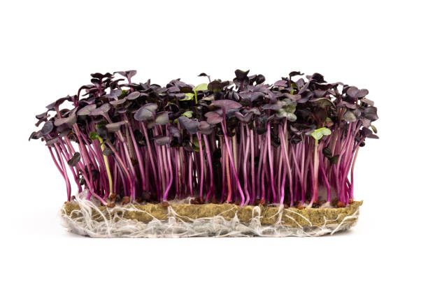 istock Fresh purple radish sprouts isolated on white. Microgreens. 1370889833