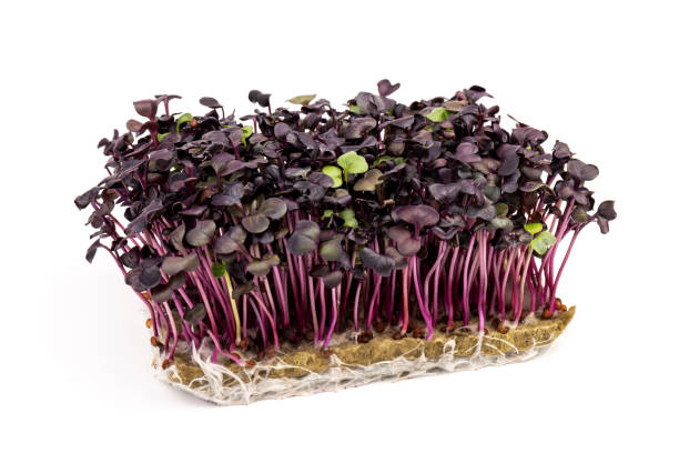 istock Fresh purple radish sprouts isolated on white. Microgreens. 1370889851