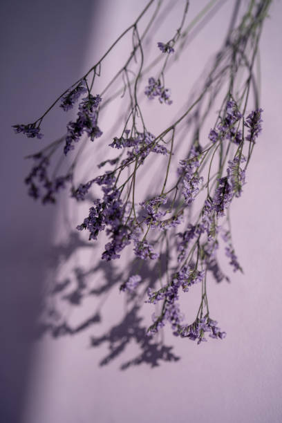 istock Purple lavender flowers on a purple background. 1370890619