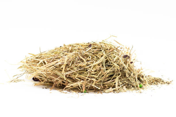istock hay for chinchilla on white 1370891236