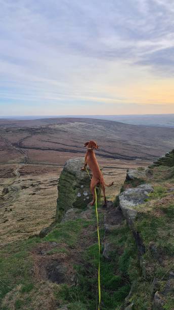 istock Hungarian Vizsla in the Peak District 1370891814