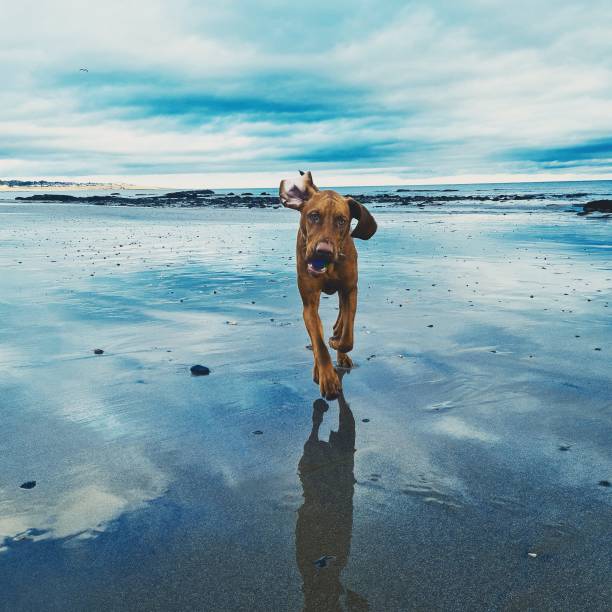 istock Dog running on the beach 1370891815