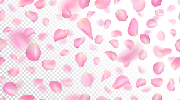 Seamless pattern with realistic flying pink rose petals on white transparent background. Repeating texture with voluminous blurred falling sakura petal. Vector illustration with blur effect. Seamless pattern with realistic flying pink rose petals on white transparent background. Repeating texture with voluminous blurred falling sakura petal. Vector illustration with blur effect rose petal stock illustrations