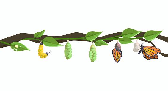 Butterfly metamorphosis and life cycle form larva and caterpillar, vector. Butterfly pupa cocoon evolution form egg to insect, growth on tree branch, larva change process and moth transformation