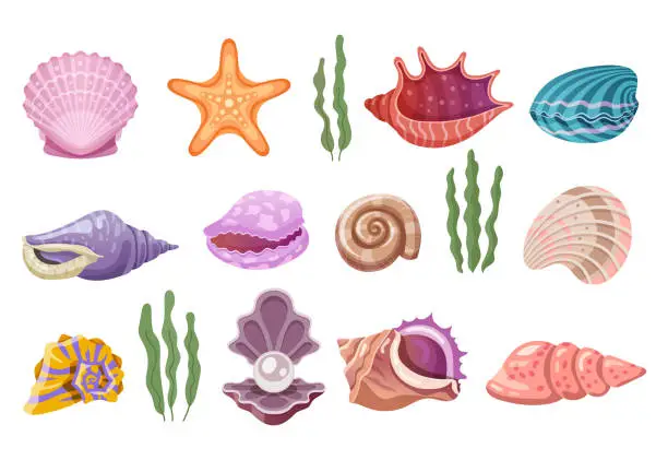 Vector illustration of Shells of sea, pearl seashells and marine clams