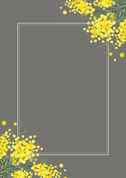 Mimosa Acacia Swag Background Material Floral Handwritten Illustration Spring Image Retro Nordic Design France Silver leaf plant pattern wattle flower stock illustrations