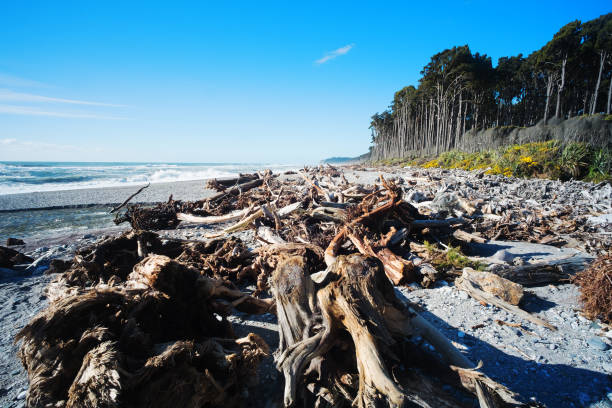 istock Beach in New Zealand 1370895495