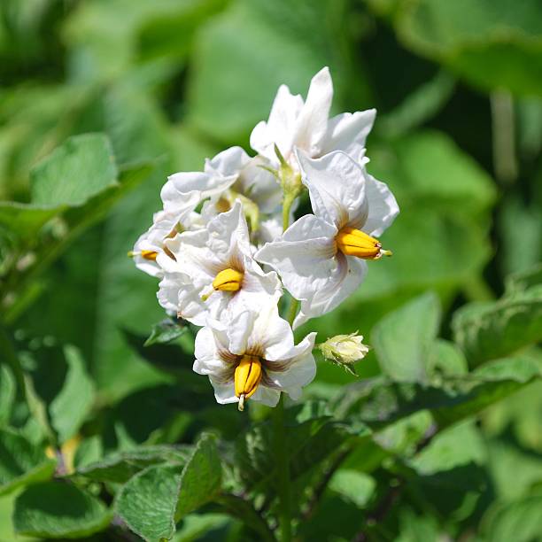istock Square Composition of a Potato Plant in Flower 137089550