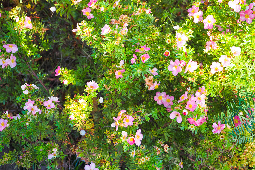 Rosa rugosa, commonly called Rugusa rose and Japanese rose, is native to Japan, northern China and Korea. It is a bristly, prickly, sprawling, suckering shrub rose. Odd-pinnate dark green leaves (each with 5-9 leaflets) turn yellow (sometimes orange red) in autumn. Fragrant flowers are rose pink to white, which are primarily single (5 petals), but are semi-double or double in some varieties and hybrid cultivars, which primarily bloom from late May to July. Flowers are followed by fleshy, edible, tomato-shaped fruits which appear green but ripen to bright red by late summer, lasting until late fall.