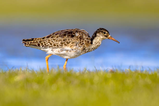 istock Ruff water bird feeding in grassland 1370897518