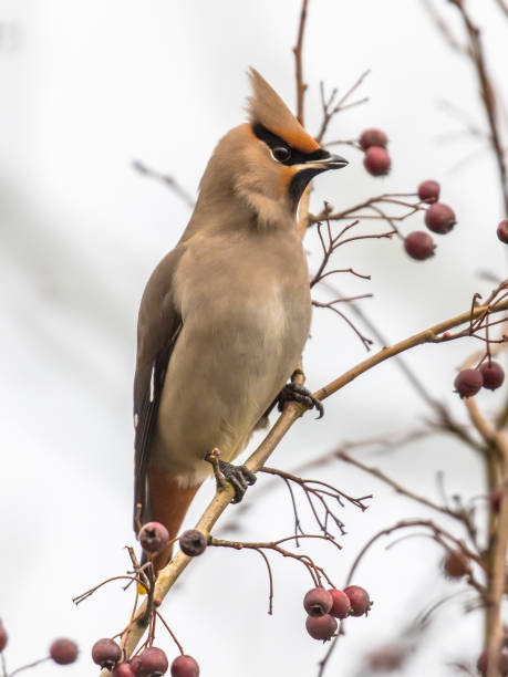 istock Bohemian waxwing feeding on red berries in tree 1370897532
