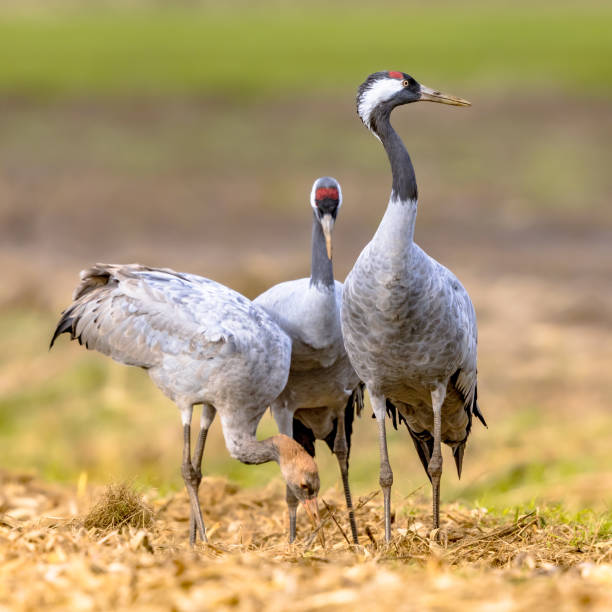 istock Common crane group feeding in agricultural field 1370897821