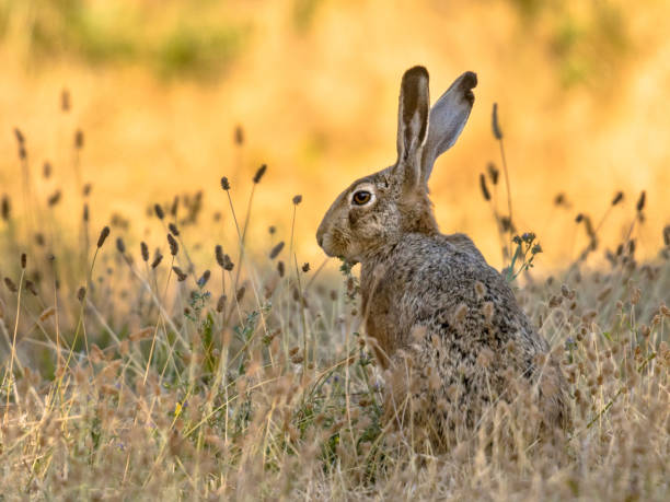 istock Lepus. Wild European brown hare on orange background 1370898062