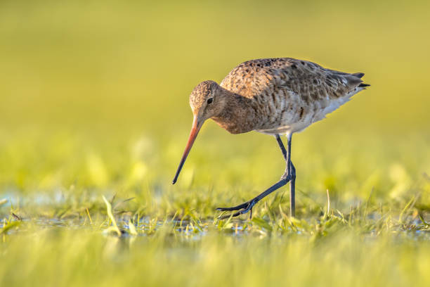 istock Black-tailed Godwit wader bird in natural habitat 1370898222