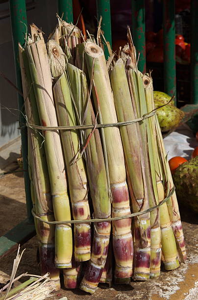 Sugarcane  bundle stock photo