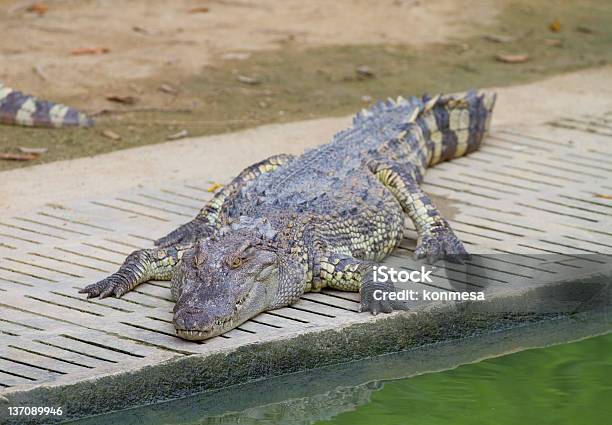 Krokodil Stockfoto und mehr Bilder von Agrarbetrieb - Agrarbetrieb, Alligatorenfarm, Ansicht aus erhöhter Perspektive