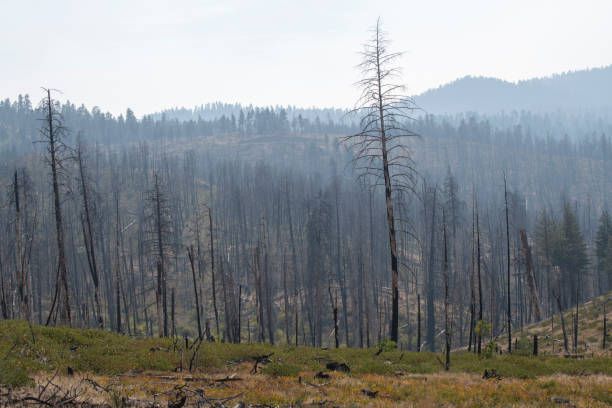 Burnt trees in Ochoco National Forest, Oregon, USA