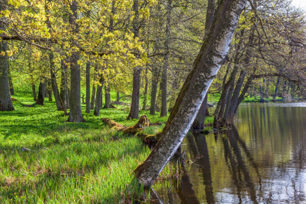 наклоняющиеся деревья у кромки воды с пышным лесом весной - waters edge lake beach tree стоковые фото и изображения