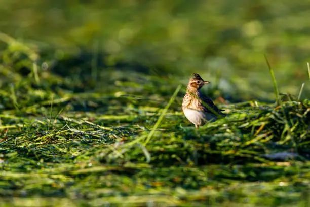 A Skylark on a meadow