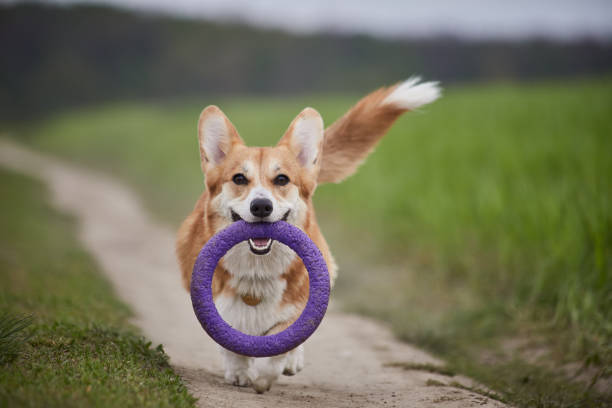 istock Happy Welsh Corgi Pembroke dog playing with puller in the spring field 1370899959
