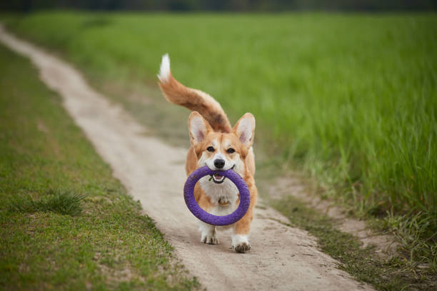 istock Happy Welsh Corgi Pembroke dog playing with puller in the spring field 1370899961