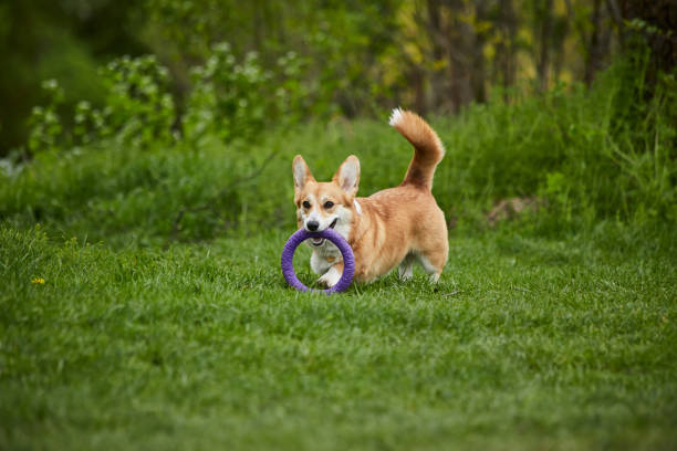 istock Happy Welsh Corgi Pembroke dog playing with puller in the spring park 1370899962