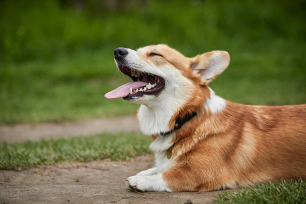 istock Happy Welsh Corgi Pembroke dog playing with puller in the spring park 1370900503