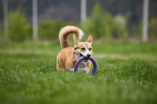 istock Happy Welsh Corgi Pembroke dog playing with puller in the spring park 1370900532