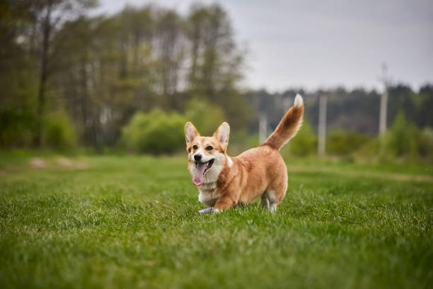 istock Happy Welsh Corgi Pembroke dog playing with puller in the spring park 1370900541
