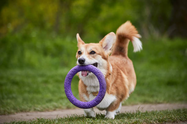 istock Happy Welsh Corgi Pembroke dog playing with puller in the spring park 1370900588