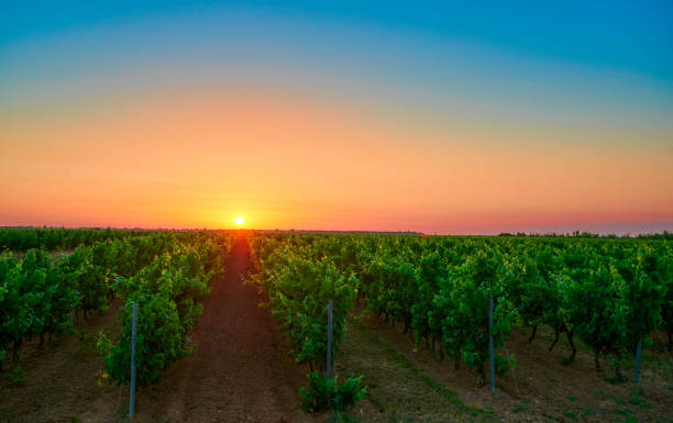 istock Sunrise over the vineyards 1370900828