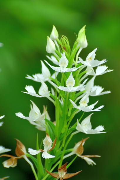 Habenaria dentata is a species of orchid and its native range is Himalaya to Malay peninsula and Japan. It blooms in late summer and autumn.