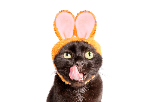 An adorable black cat in bunny ears licking his mouth.