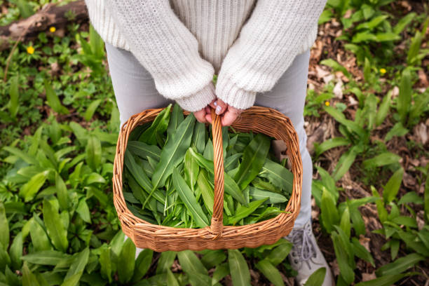 Woman picking wild garlic leaves in forest stock photo