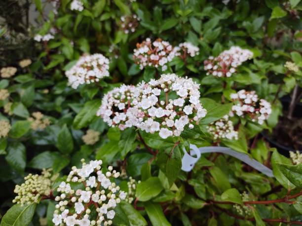 viburnum tinus 'eve preis' - viburnum stock-fotos und bilder