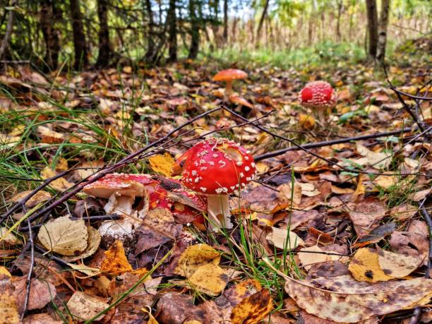 istock red mushroom in autumn forest 1370902558